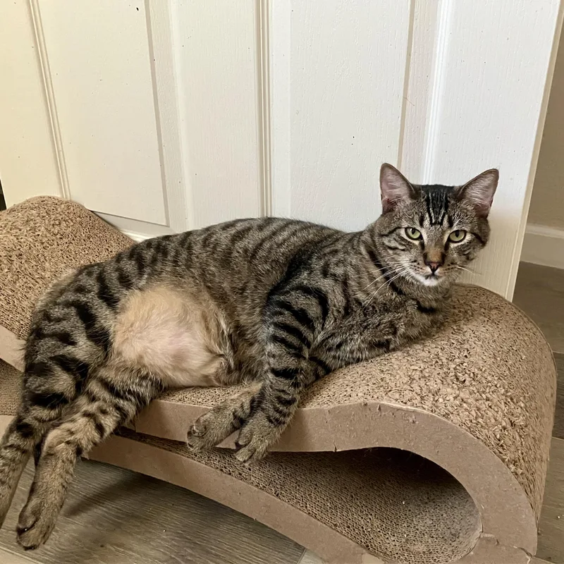 An adult medium-sized male Tabby (Brown / Chocolate) Tabby cat named Wilbur and Eddie for adoption in Sacramento, CA