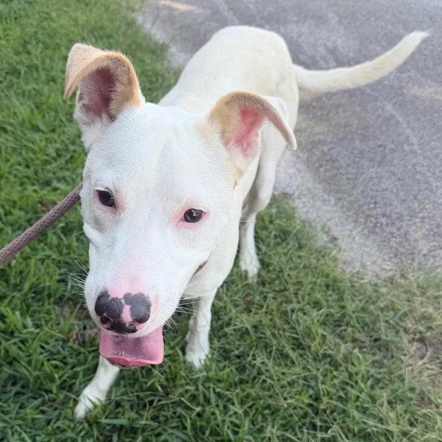A young medium-sized male Retriever dog named Cobweb for adoption in Carrollton, GA