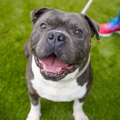 An adult large-sized male Merle (Blue) Mixed Breed dog named Draco for adoption in Atlanta, GA