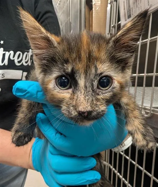 A baby small-sized female Domestic Short Hair cat named Coral for adoption in Sacramento, CA