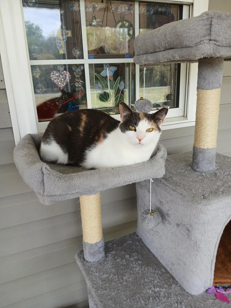 An adult medium-sized female White Domestic Short Hair cat named Cozette for adoption in Pittsboro, NC