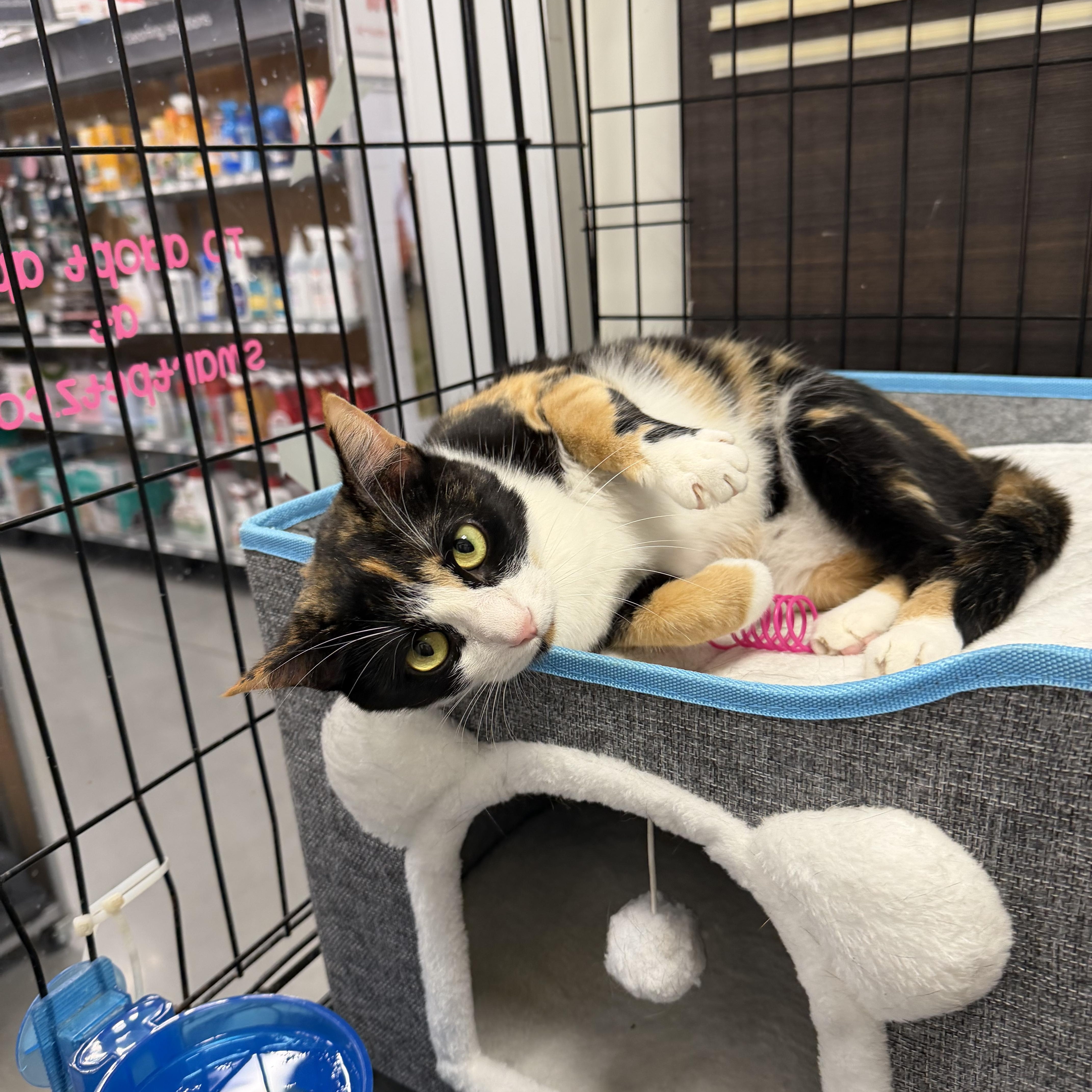 Olive  Riley Fuzzel thumbnail 2