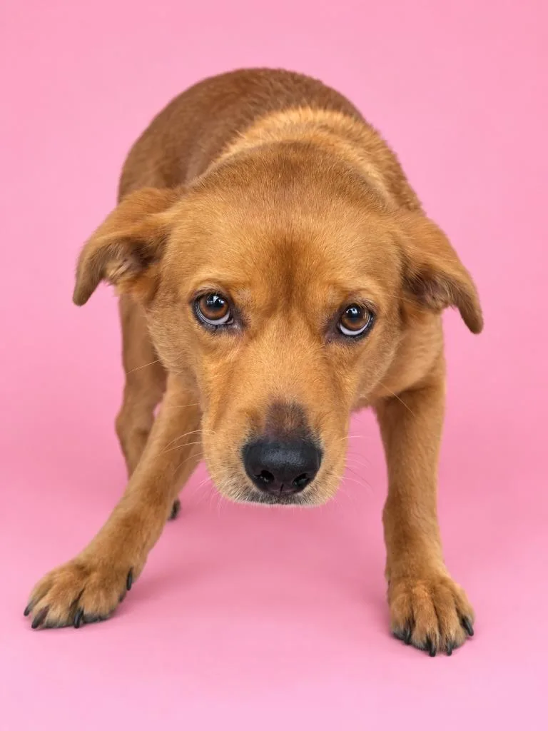A young medium-sized female Terrier dog named Sadie for adoption in Wauchula, FL