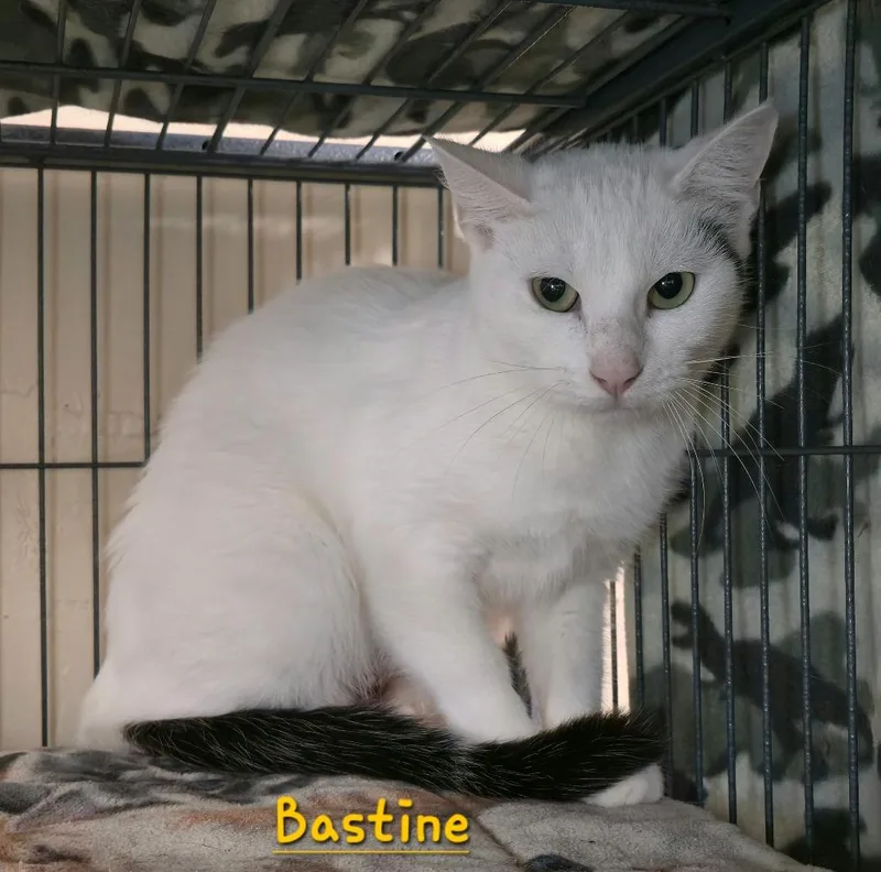A young medium-sized female Domestic Short Hair cat named Bastine for adoption in Cedar Rapids, IA