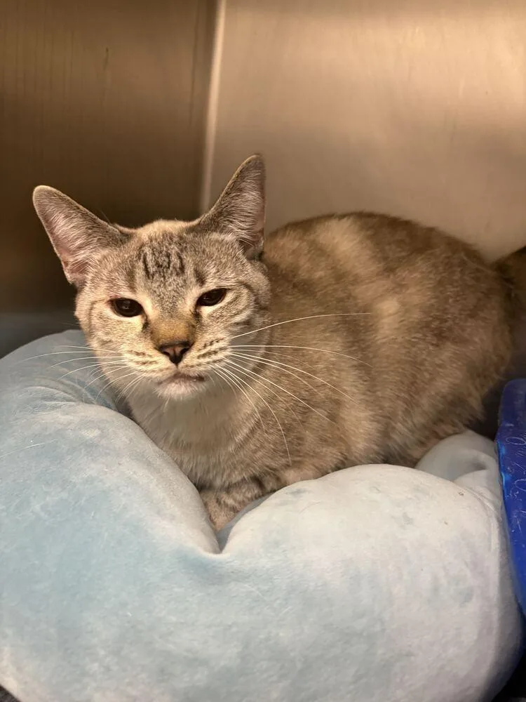 A senior large-sized female Domestic Short Hair cat named Hazel for adoption in Bowling Green, OH