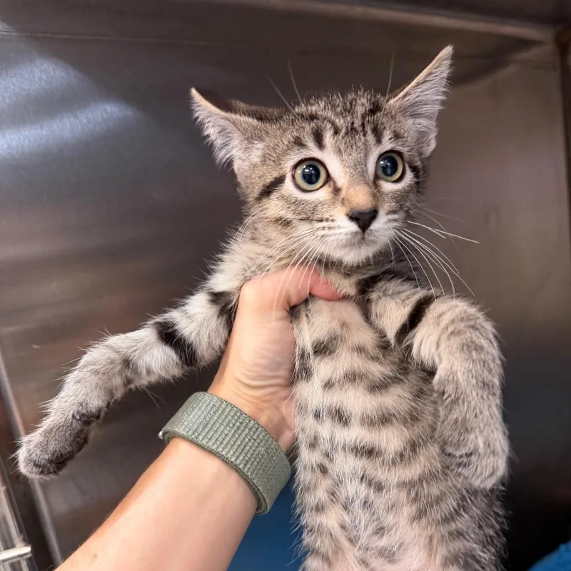 A baby small-sized female Buff / Tan / Fawn Domestic Short Hair cat named Nikita for adoption in Port Charlotte, FL
