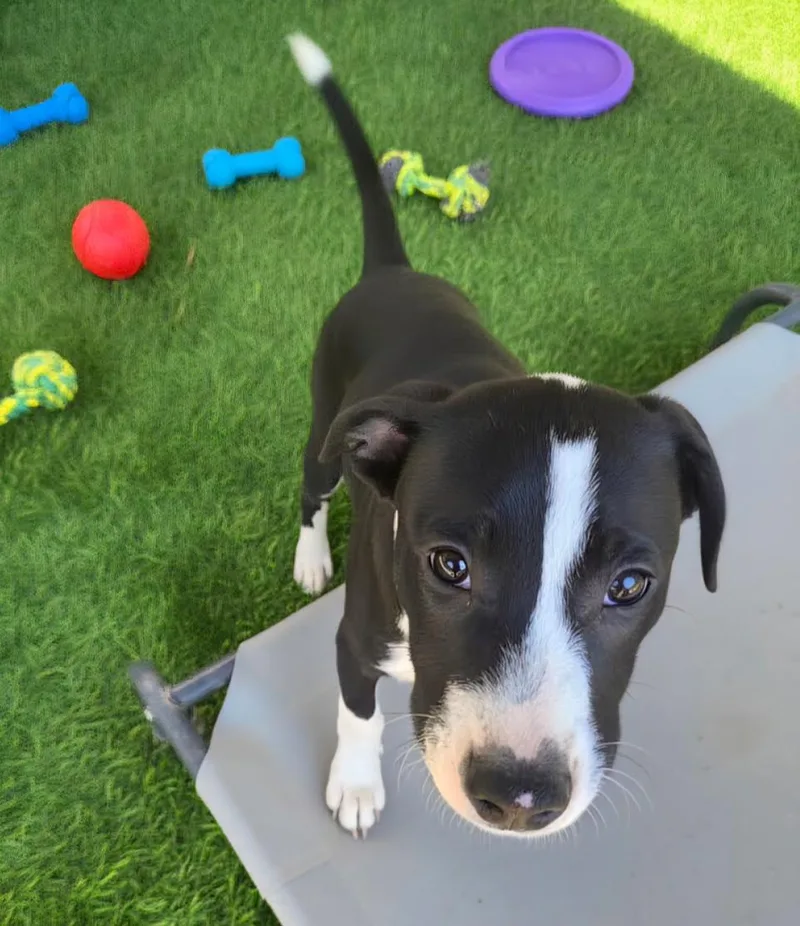 Po Boy  Zoey's thumbnail 3