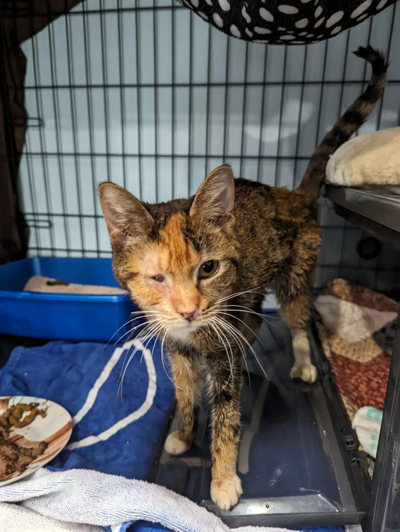 Gwen Stefani thumbnail 3