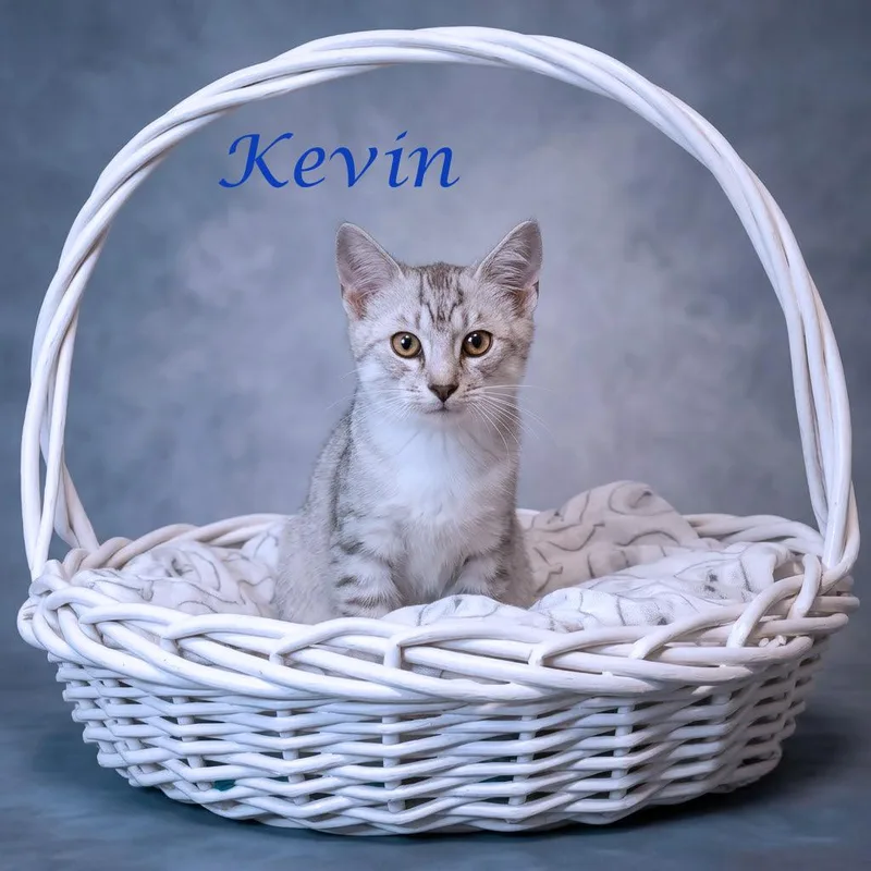 A baby medium-sized male Gray / Blue / Silver Domestic Short Hair cat named Kevin C for adoption in Lebanon, TN
