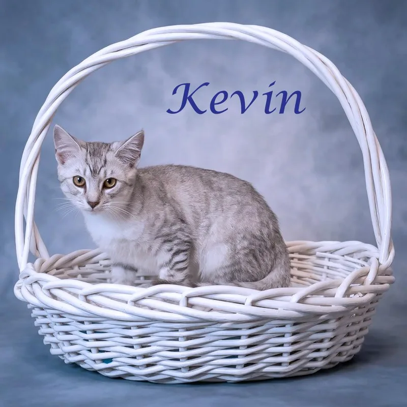 Kevin C thumbnail 2