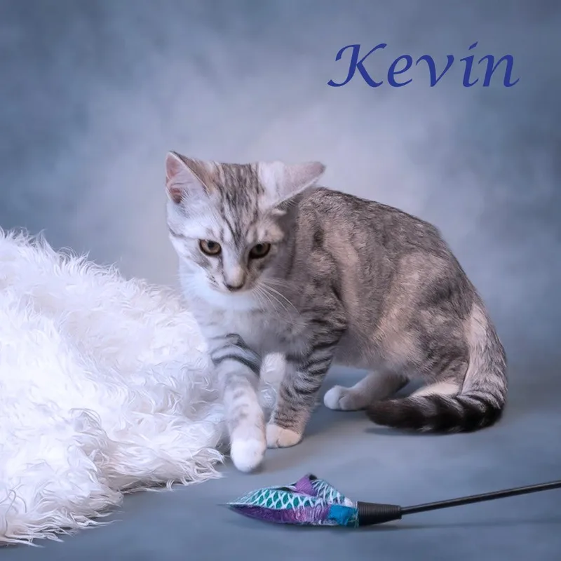 Kevin C thumbnail 3