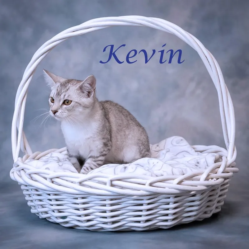 Kevin C thumbnail 4