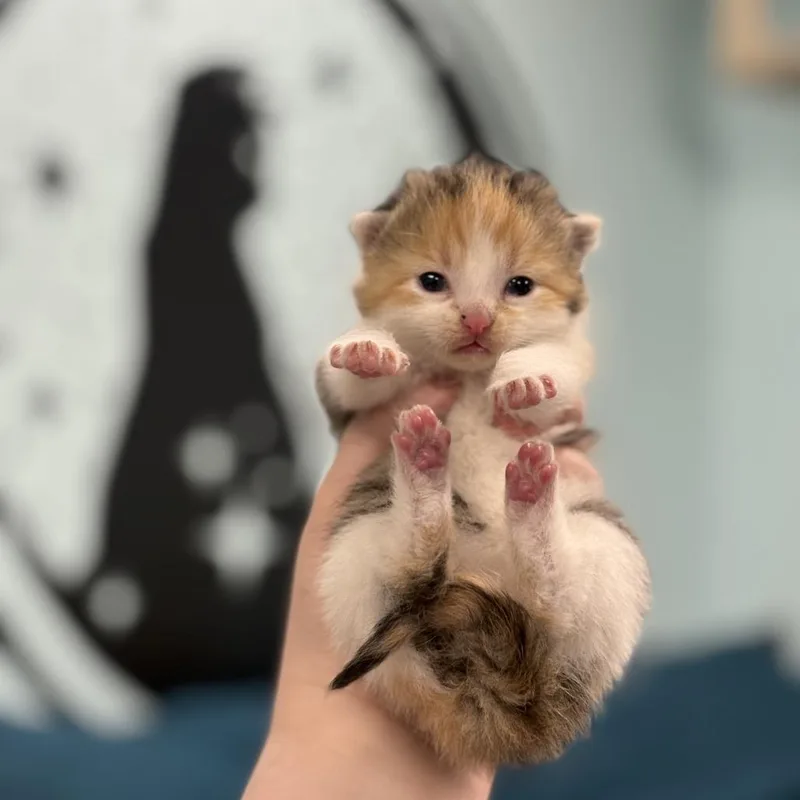 A baby small-sized female Calico Domestic Long Hair cat named Sally for adoption in PITTSBURGH, PA