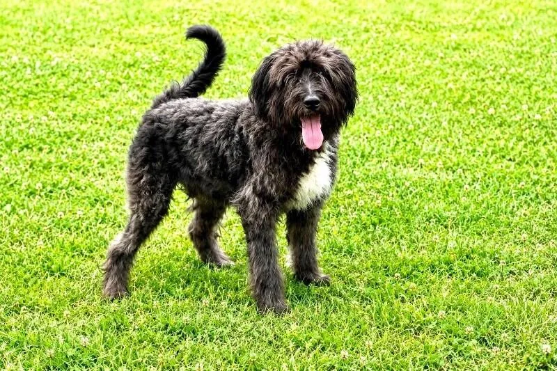 A baby large-sized male Black Poodle dog named Brody for adoption in Maryville, TN