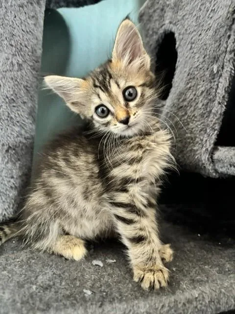 A baby small-sized female Domestic Short Hair cat named Katniss for adoption in San Bernardino, CA