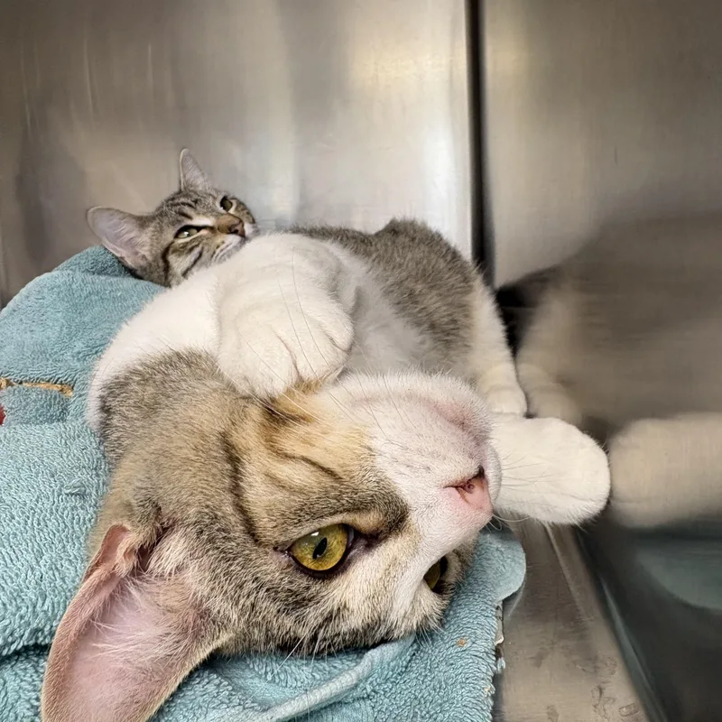 Chandler thumbnail 2