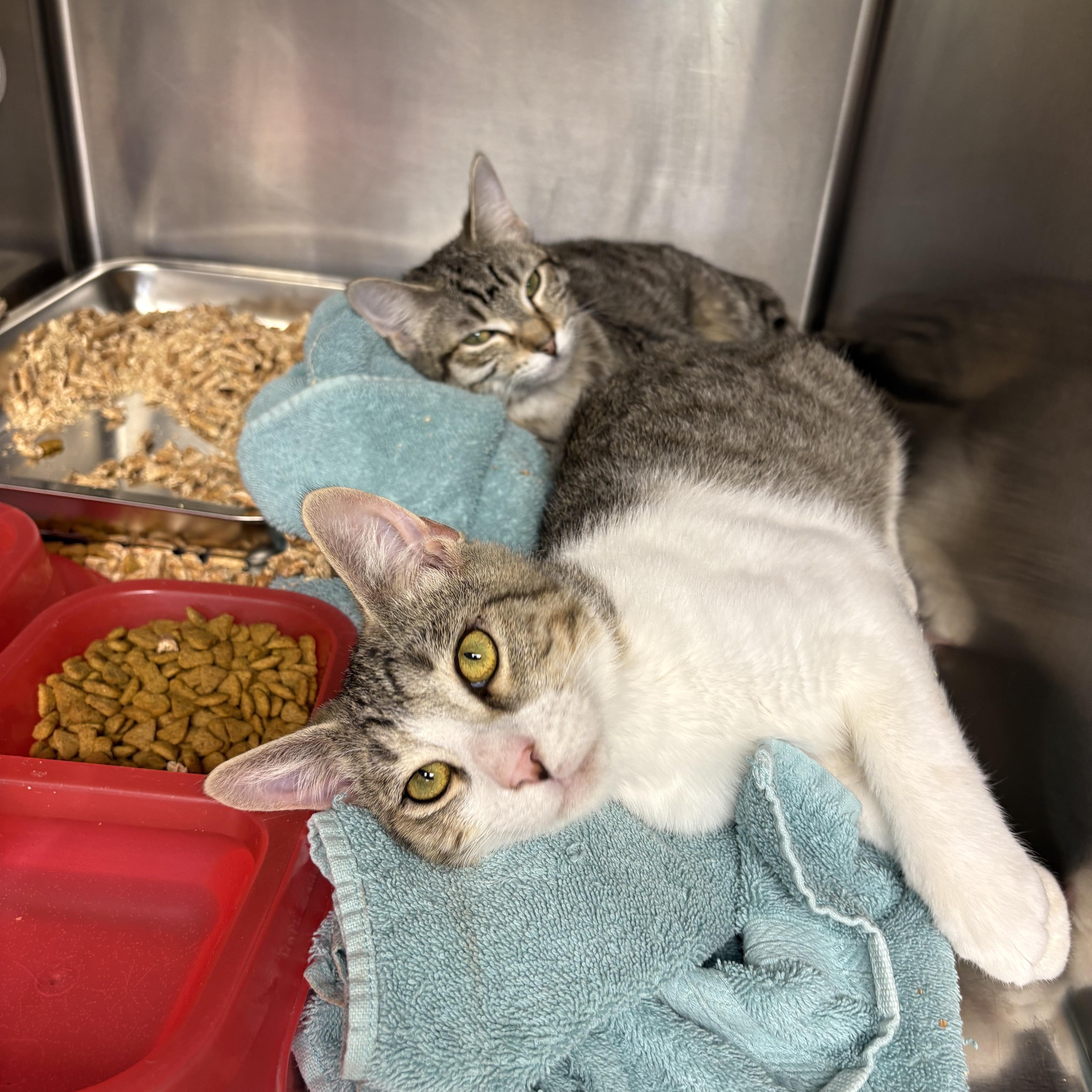 Chandler thumbnail 3