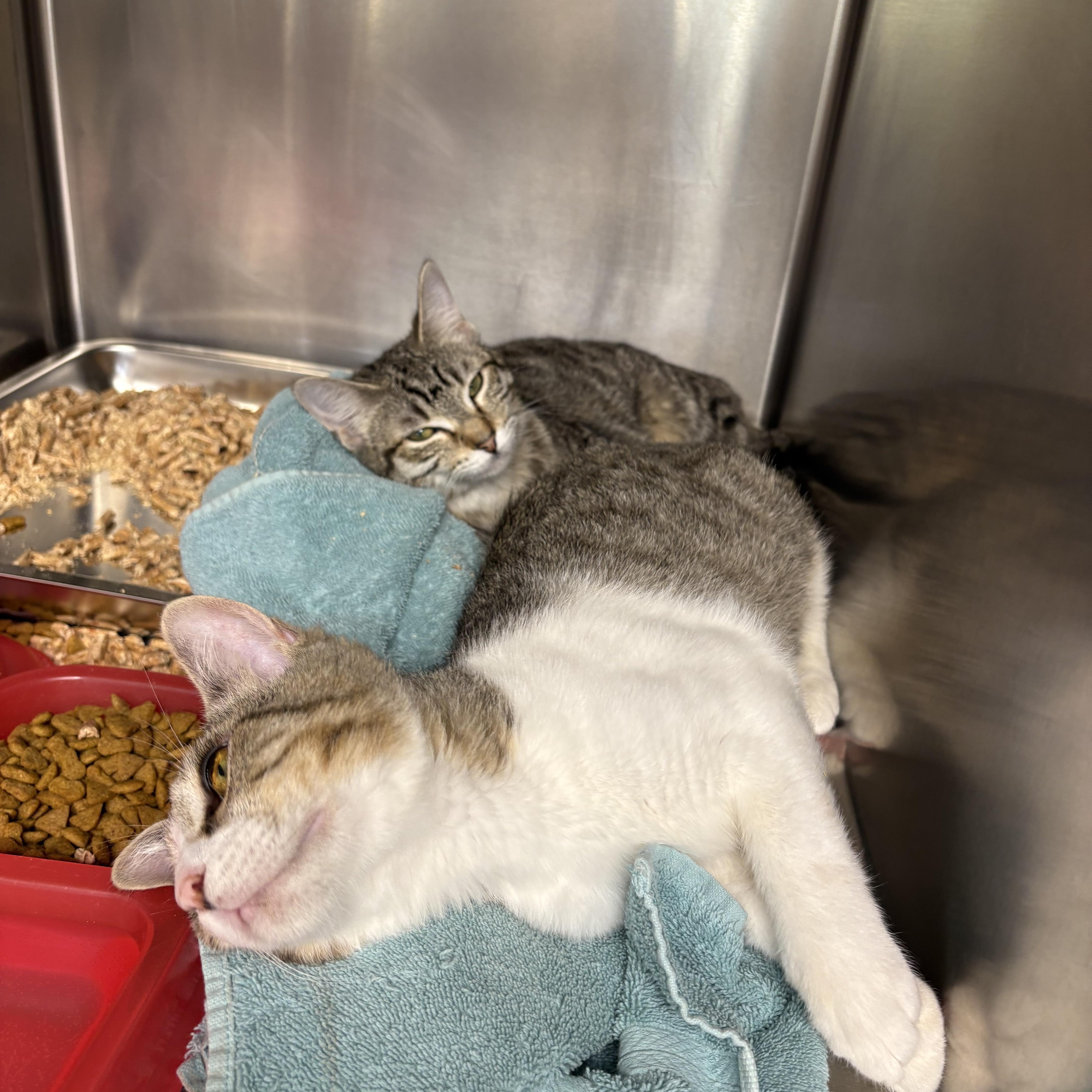 Chandler thumbnail 4