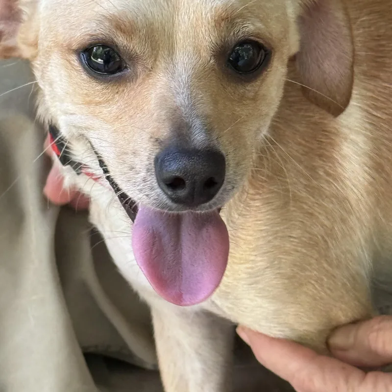 A young small-sized male Chihuahua dog named Peewee for adoption in Stuart, VA