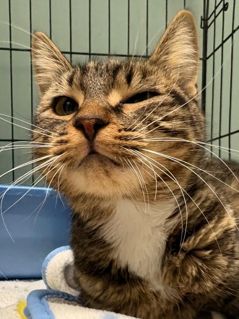 A baby medium-sized female Domestic Short Hair cat named Zephyra for adoption in Fall River, MA