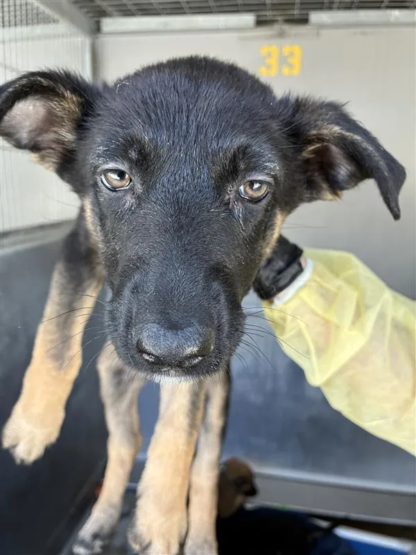 A baby large-sized female Tricolor (Brown, Black, & White) German Shepherd Dog dog named AAD New Arrival! Celina for adoption in Armonk, NY