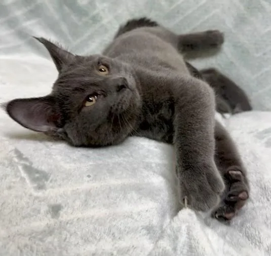 A young medium-sized male Gray / Blue / Silver Domestic Short Hair cat named Kane for adoption in Miller Beach, IN