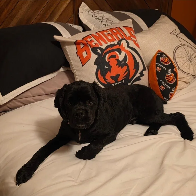 An adult small-sized male Cocker Spaniel dog named Cooper for adoption in Ross, OH