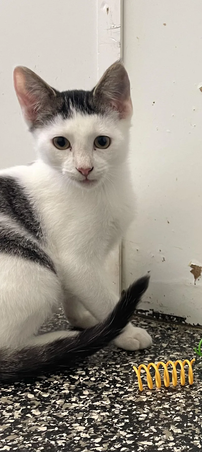 A baby medium-sized male Gray & White American Shorthair cat named Landry for adoption in McKenzie, TN