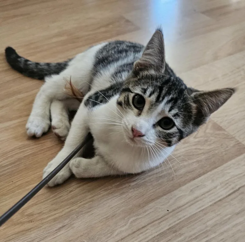 A baby medium-sized female Tabby (Gray / Blue / Silver) Tabby cat named Cali for adoption in Oakley, CA