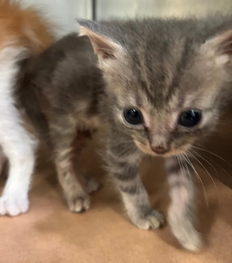 A baby small-sized female Domestic Short Hair cat named Rocky for adoption in Cartersville , GA