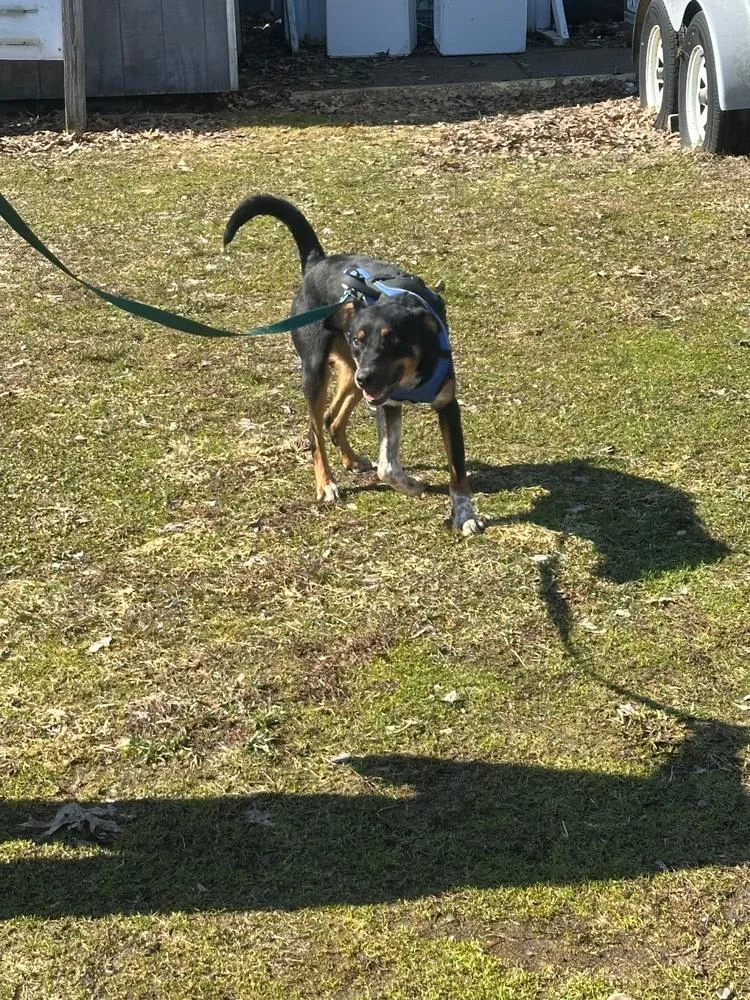 A young medium-sized male Australian Cattle Dog / Blue Heeler dog named Ace for adoption in Franklin, PA