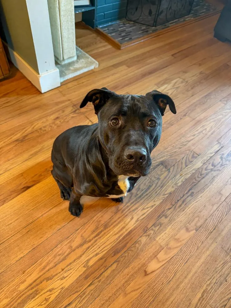 An adult large-sized male Black Pit Bull Terrier dog named Tuxedo for adoption in Saginaw, MI
