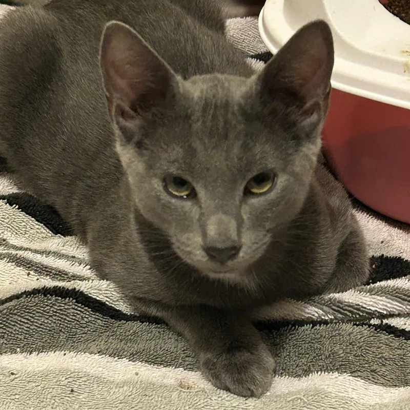 A baby medium-sized male Gray / Blue / Silver Domestic Short Hair cat named Ricky for adoption in Rochester, WA