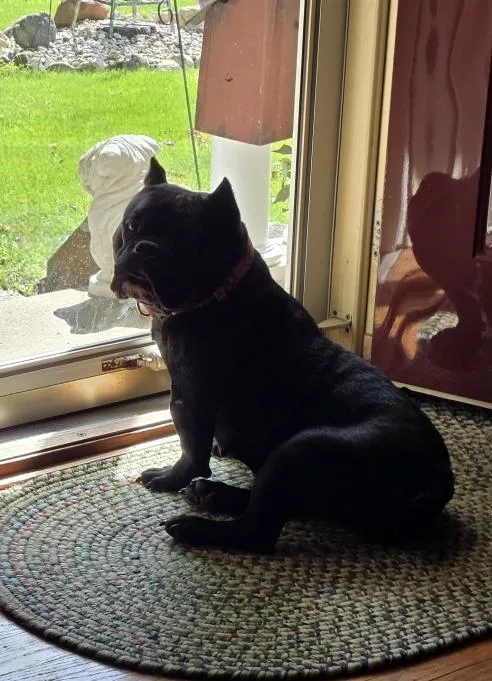 An adult medium-sized female Black English Bulldog dog named Winnie for adoption in Decatur, IL