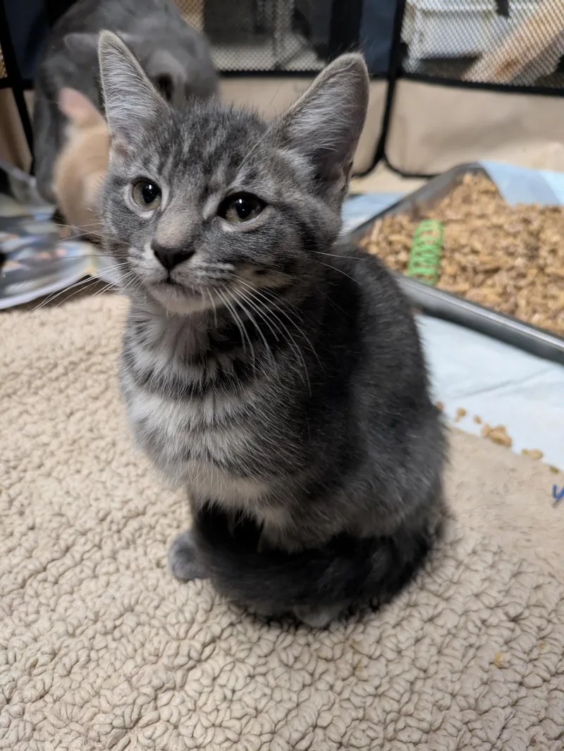 A baby medium-sized female Gray / Blue / Silver American Shorthair cat named Spring for adoption in Montclair, NJ