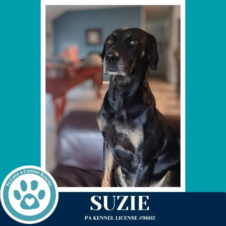 A senior medium-sized female Brown / Chocolate Labrador Retriever dog named Suzie for adoption in Kimberton, PA