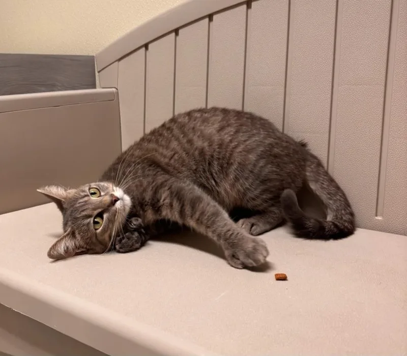 A young medium-sized female Domestic Short Hair cat named S'more for adoption in Sandusky, OH