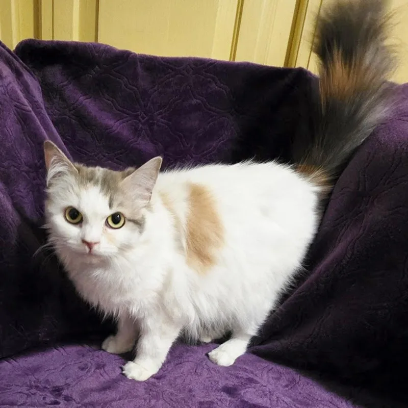 A young small-sized female Calico cat named Fondue for adoption in Bentonville, AR