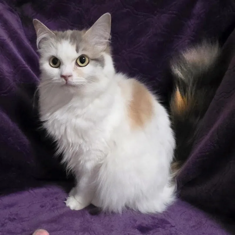 Fondue thumbnail 2