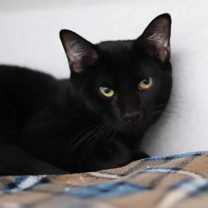 A baby small-sized male Black Domestic Short Hair cat named Louis for adoption in Atlanta, GA