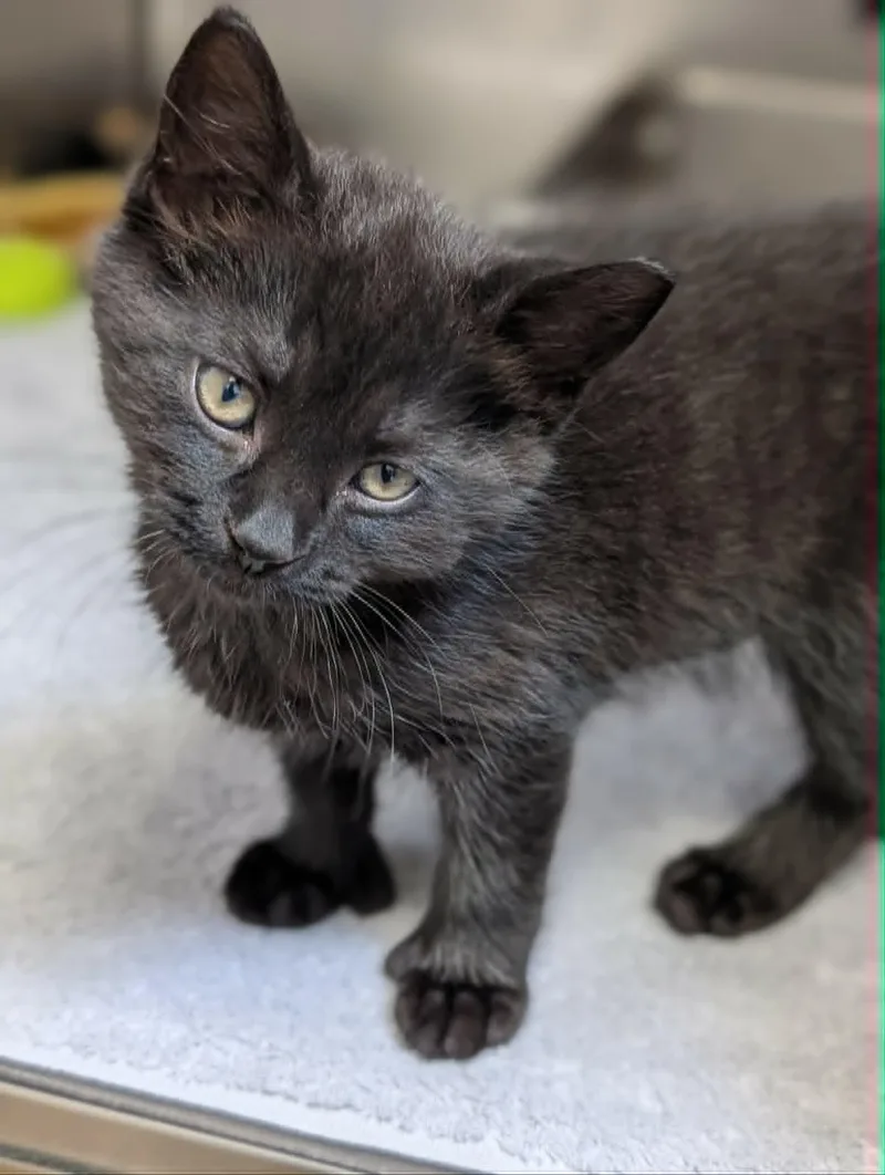 A baby medium-sized male Black Extra-Toes Cat / Hemingway Polydactyl cat named Emerson for adoption in Chambersburg, PA
