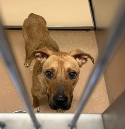 Scrappy Doo