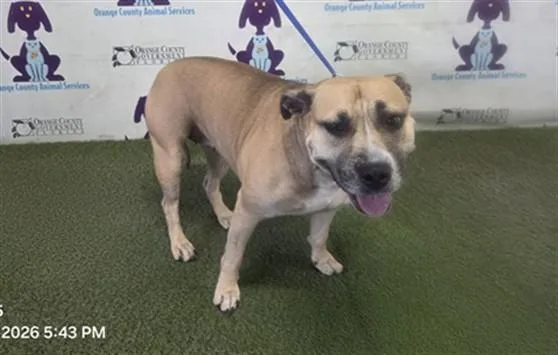 An adult large-sized female Pit Bull Terrier dog named Miracle for adoption in Orlando, FL