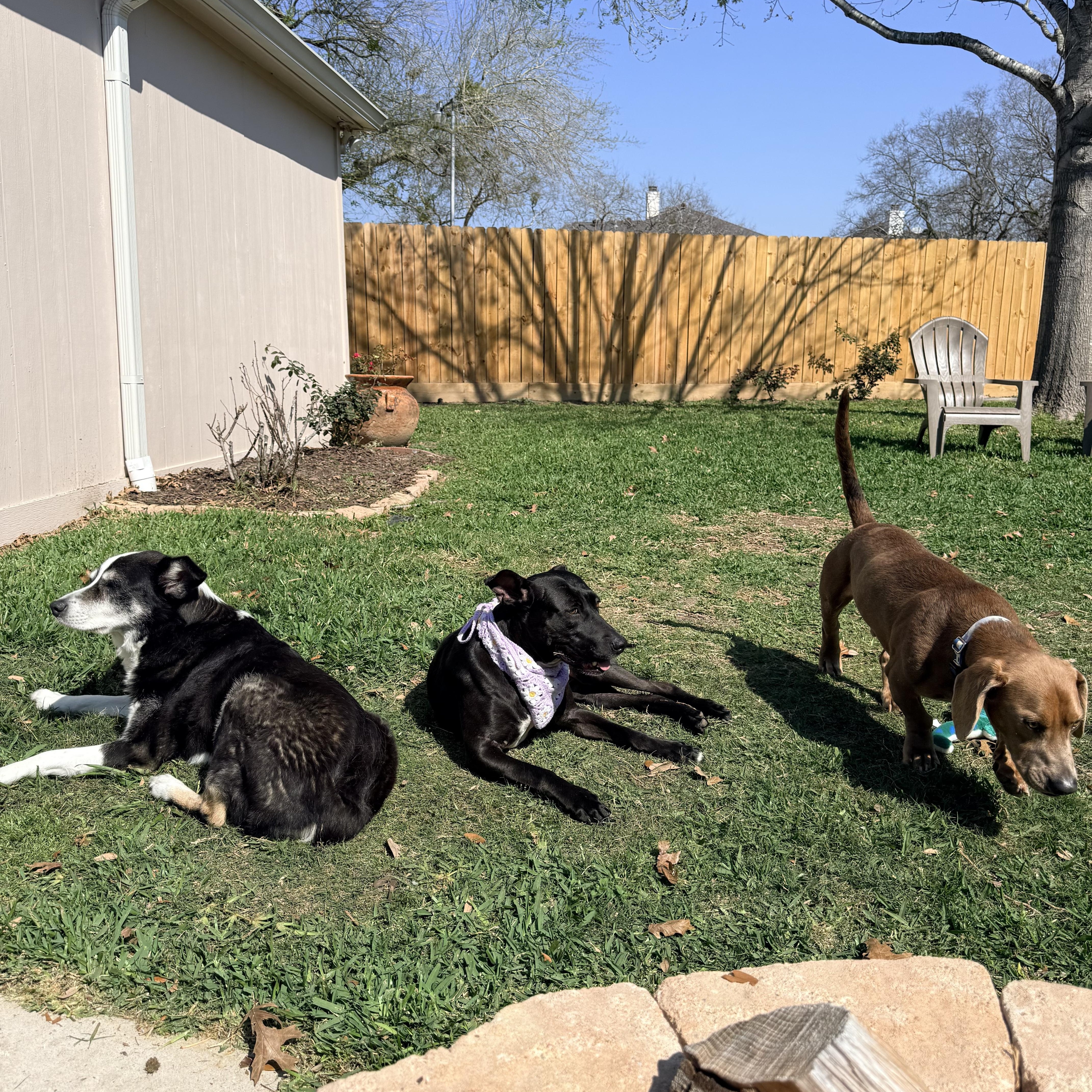 An adult large-sized female Labrador Retriever dog named Bonnie for adoption in Spring, TX