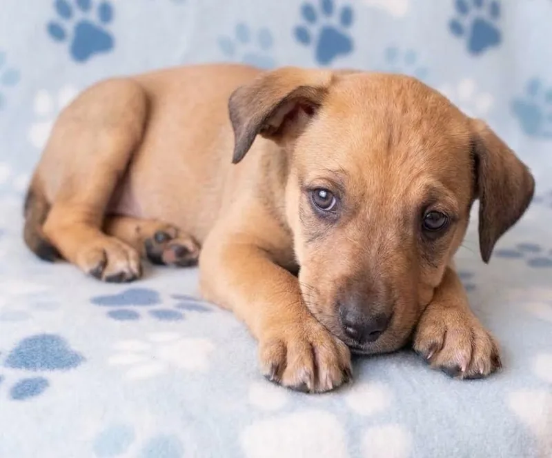 A baby medium-sized male Labrador Retriever dog named Jimi for adoption in Crown Point, IN
