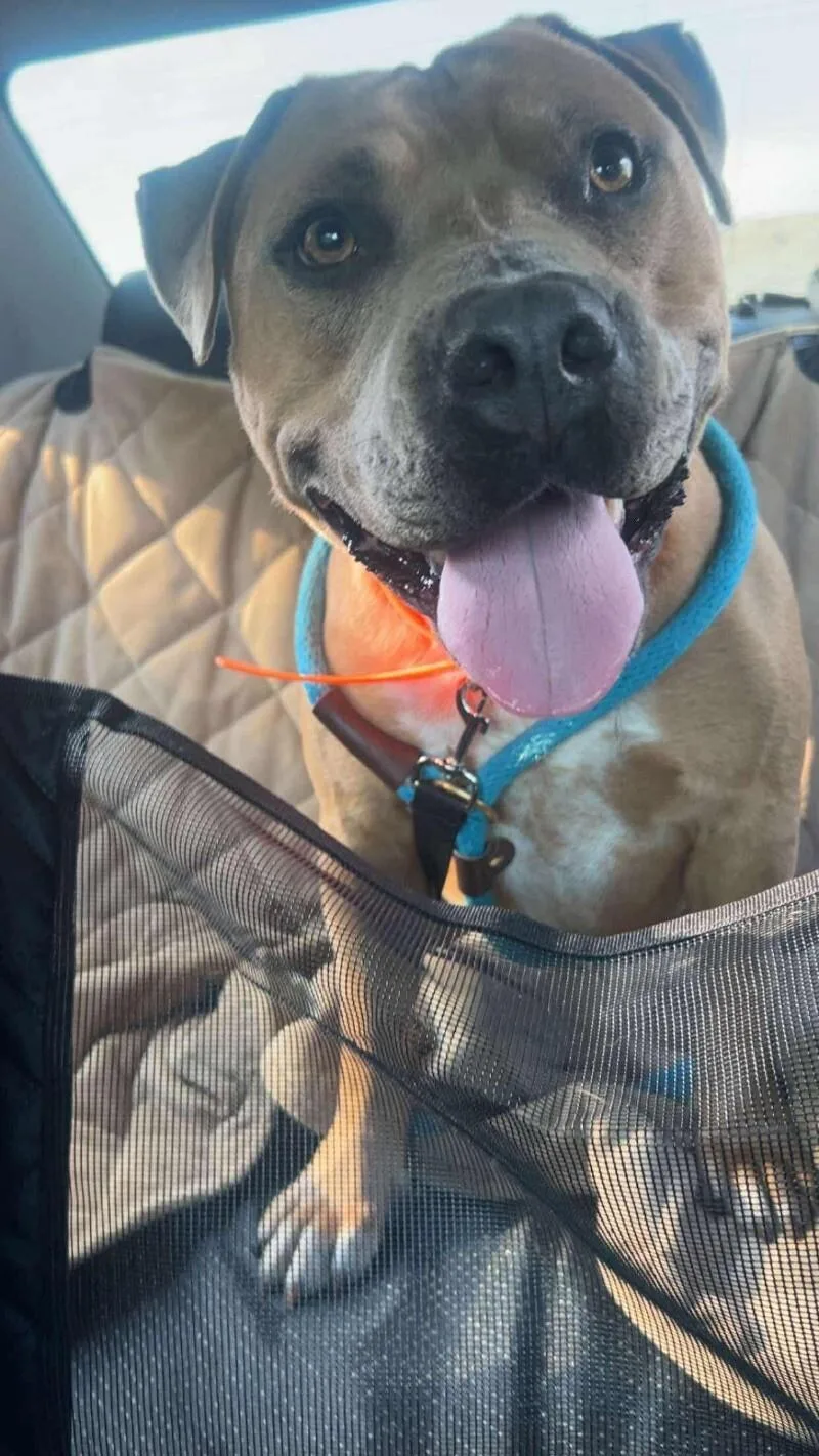 An adult large-sized male Yellow / Tan / Blond / Fawn Pit Bull Terrier dog named Apollo for adoption in Maryville, TN