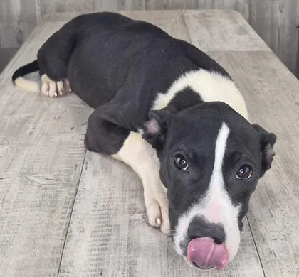 An adult small-sized female Pit Bull Terrier dog named Harper for adoption in Shreveport, LA