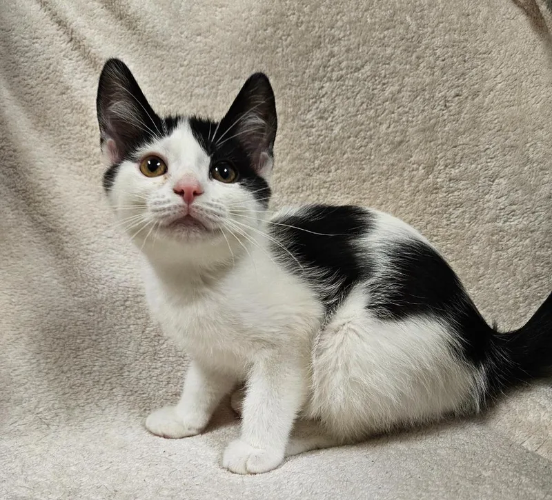 A young small-sized female Domestic Short Hair cat named Bloom for adoption in Fremont, OH