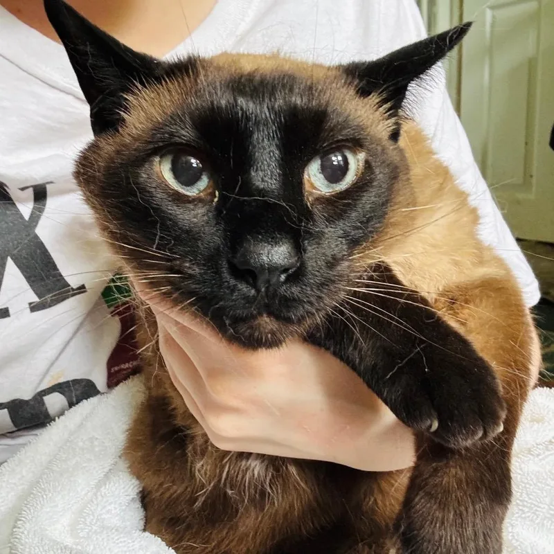 An adult small-sized male Domestic Short Hair cat named Mr. Bingley for adoption in Woodbury, NJ