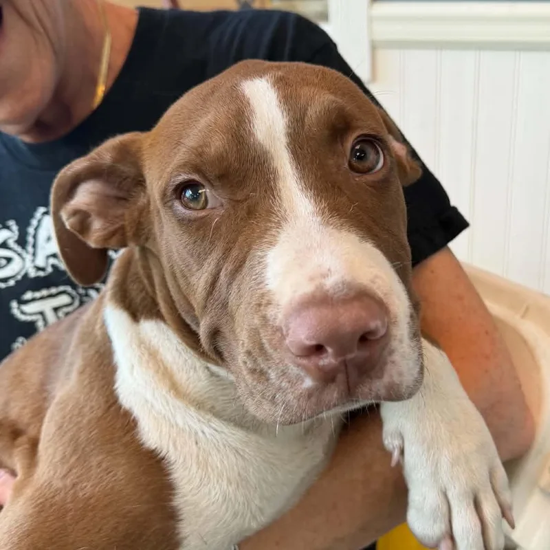 A baby medium-sized male White / Cream Labrador Retriever dog named Greg for adoption in Parma, OH